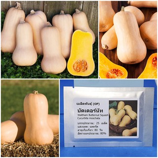 เมล็ดพันธุ์ บัตเตอร์นัท Waltham Butternut Squash Seed บรรจุ 25 เมล็ด คุณภาพดี ราคาถูก ของแท้ 100%