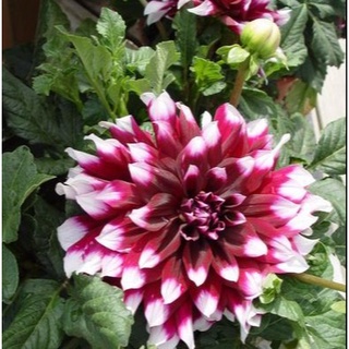 1 หัว/ออเดอร์ รักเร่ Dahlia สายพันธุ์ Mystery Day หัวรักเร่