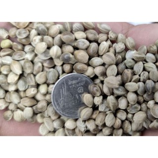 อาหารนกเมล็ดฮวยมั้ว เม็ดใหญ่จัมโบ้ ถุงละ1กิโลกรัม