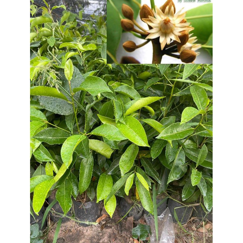 ต้นพิกุล ต้นพิกุลทอง ขนาด 10-15 เซน เสียหายเคลมฟรี