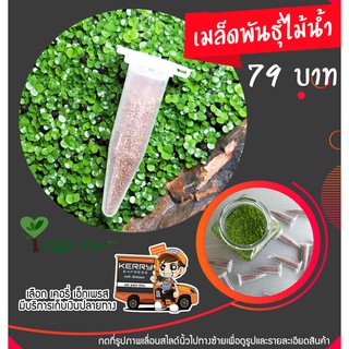 เมล็ดไม้น้ำ Aquarium Plant Seed