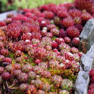 Sempervivum 30เมล็ด.-99