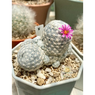 แมมลูกกอล์ฟ  Mammillaria Humboltii