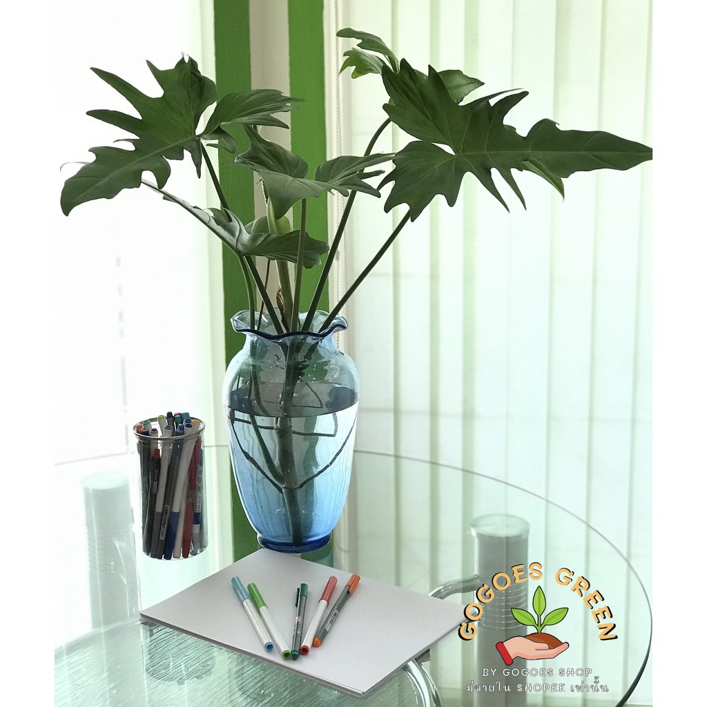 ฟิโลมังกร พลูจีบ ต้นไม้ฟอกอากาศ ตัดยอดติดราก ปลูกง่าย ออกใบเก่ง Philodendron Gold Dragon พร้อมส่ง