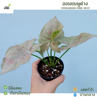 ออมชมพู ใบด่าง Pink Spot syngonium กระถาง4 นิ้ว คัดลาย