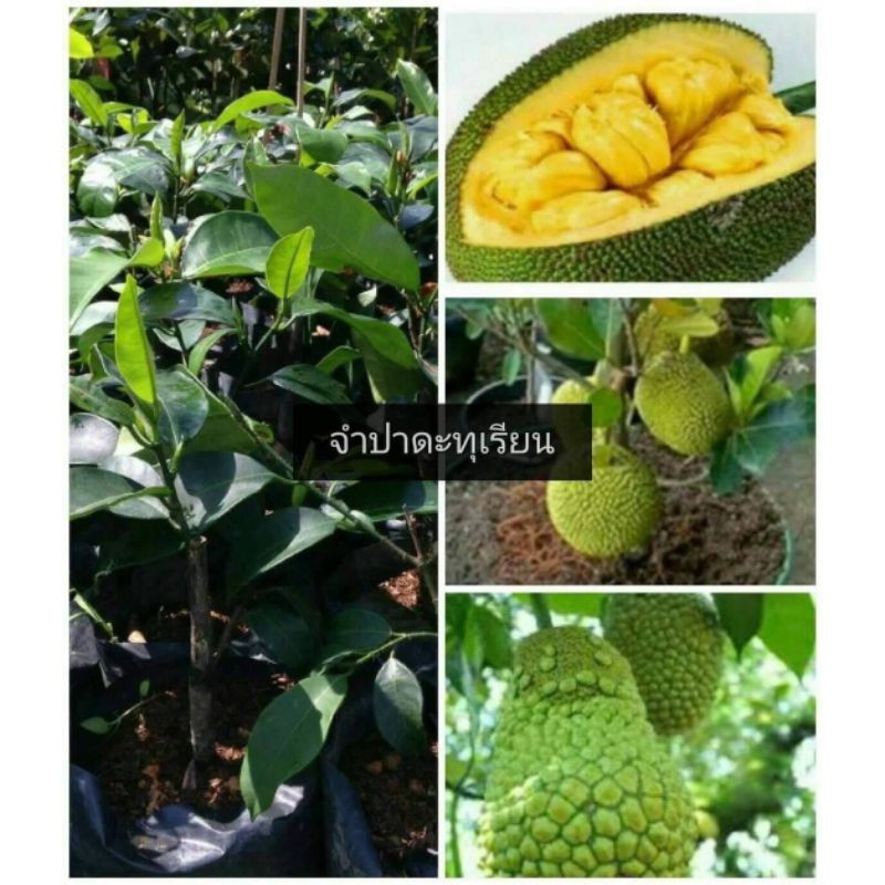 (ขาย ต้นพันธุ์) ต้น จำปาดะทุเรียน Cempedak durian ทุเรียน เบนซ์