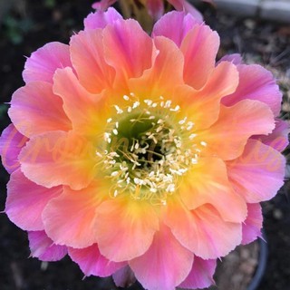 Echinopsis 09 Ts9 อิชินอปซิส กระบองเพชร แคคตัส