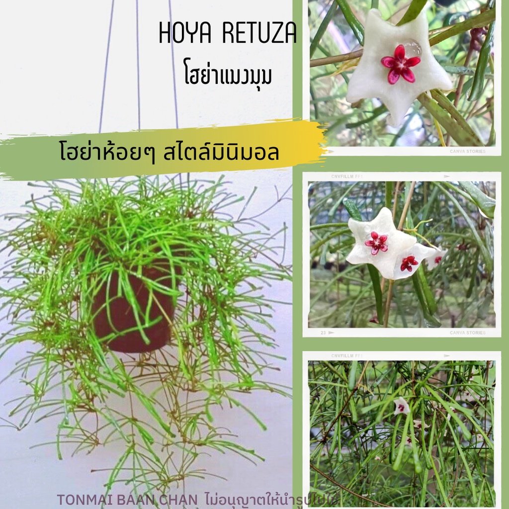 Hoya retusa โฮย่าแมงมุม โฮย่าทรงห้อยๆ สไตล์minimalสุดๆ