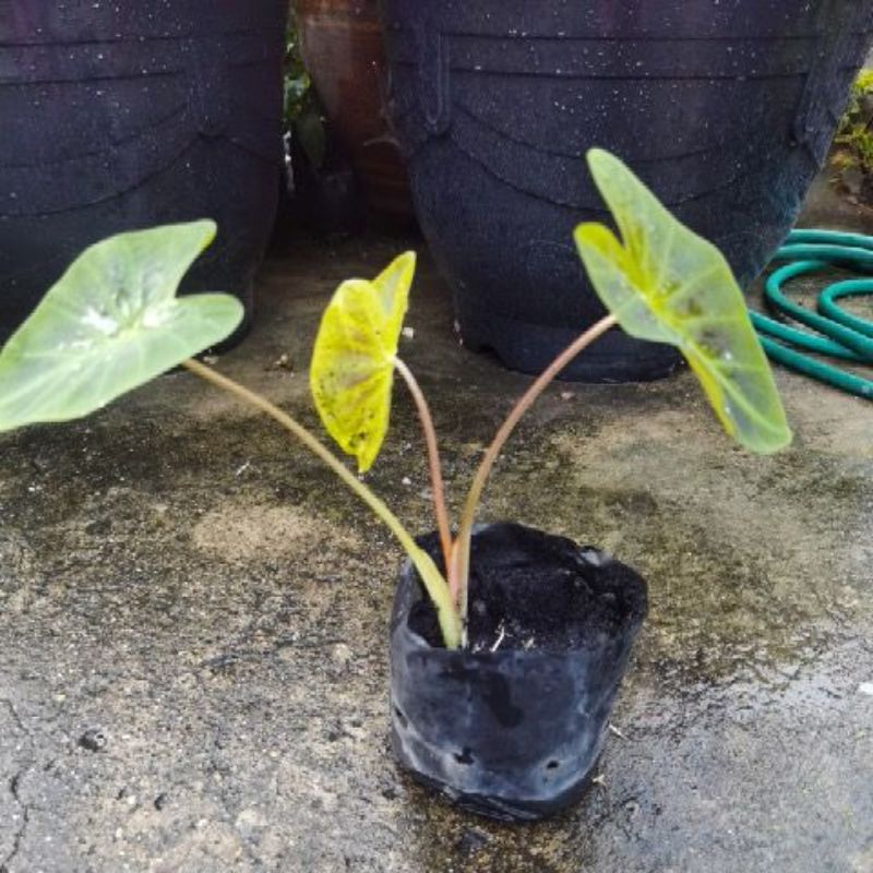 My Image 5