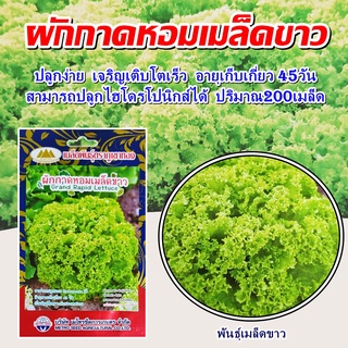 เมล็ดผักกาดหอมเมล็ดขาว Grand Rapid Lettuce เมล็ดผักกาดหอม เมล็ดพันธุ์ผักกาดหอม ตราภูเขาทอง