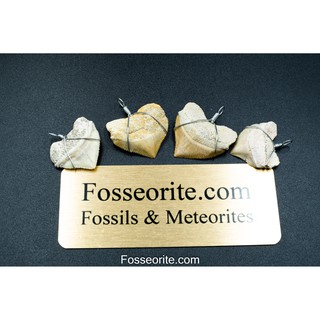 [อายุกว่า 140 ล้านปี!!!] จี้ ฟอสซิล ฟันฉลาม Squalicorax Shark Tooth Fossil Pendant ของแท้ จาก Netherland