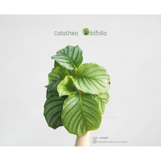 คล้าใบตอง Calathea Orbifolia