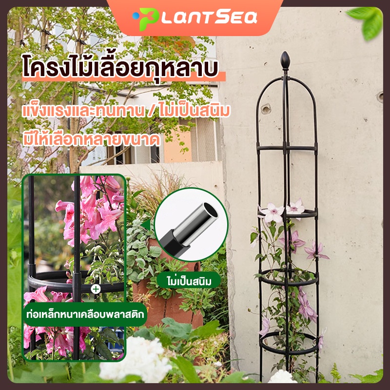 ซุ้มกุหลาบ ซุ้มกุหลาบเลื้อย โครงไม้เลื้อย โครงกุหลาบเลื้อย ท่อเหล็กเคลือบ PE กันสนิม โครงเหล็กดัด ส่วนสูง: 115/145/175cm – โปรปัง