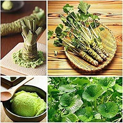 20 เมล็ดพันธุ์ วาซาบิ Wasabi Seeds มีคู่มือพร้อมปลูก อัตรางอก 80-85%