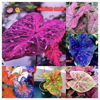 บอนสี 100เมล็ด Caladium Seeds บอนสีหายาก ต้นไม้บอลสี ต้นไม้มงคล ต้นไม้ฟอกอากาศ เมล็ดดอกไม้ ต้นไม้ประดับ เมล็ดบอนสี