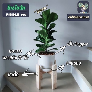 🌳ไทรใบสัก "ใบแคระ" (ต้นใหญ่) (fiddle fig) ต้นสูง60-80 Cm.  พร้อมกระถางพลาสติก10"+จานรอง+Popper+ขาตั้ง(ต้นไม้ฟอกอากาศ)