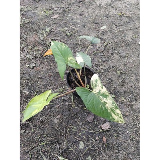 เงินไหลมาด่างเหลือง Syngonium Aurea Variegated