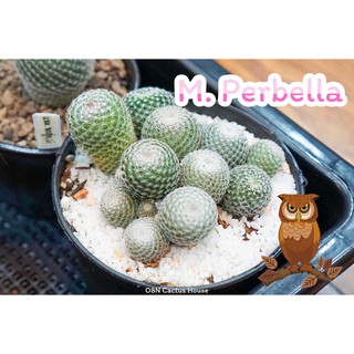 แคคตัส แมมนกฮูก แมมมิลลาเรีย (Mammillaria Perbella) ไม้เมล็ดสวยๆ มีน้อยหมดแล้วหมดเลย กระบองเพชร