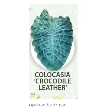 colocasia crocodile leather