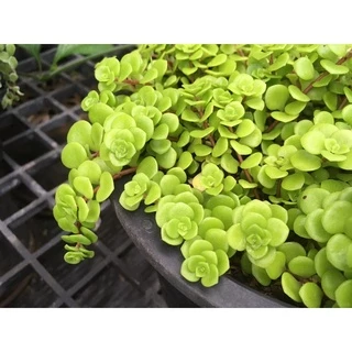 กุหลาบไพลิน (Sedum Makinoir) กุหลาบหิน ไม้อวบน้ำ ขนาด กระถาง 2 นิ้ว