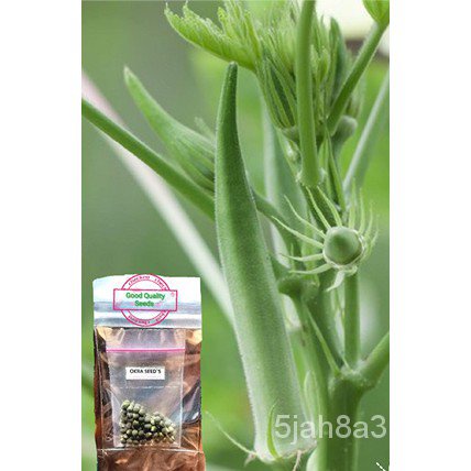 SMOOTH VARIETY  OKRA SEED "NATIVE" WALANG KANTO头饰/手链/文胸/母婴/园艺/上衣/裙子/木瓜/内裤/鲜花/ I1NA