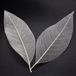 ใบยางพาราฟอกขาว 20/50 ใบ สีธรรมชาติ 2-8 นิ้ว โครงใบไม้ เส้นใยใบไม้ ใบไม้ใบบาง Skeleton Leaves