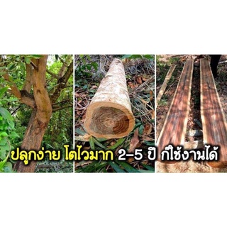 กระถินเทพา (จำนวน 50 ต้น) Acacia mangium