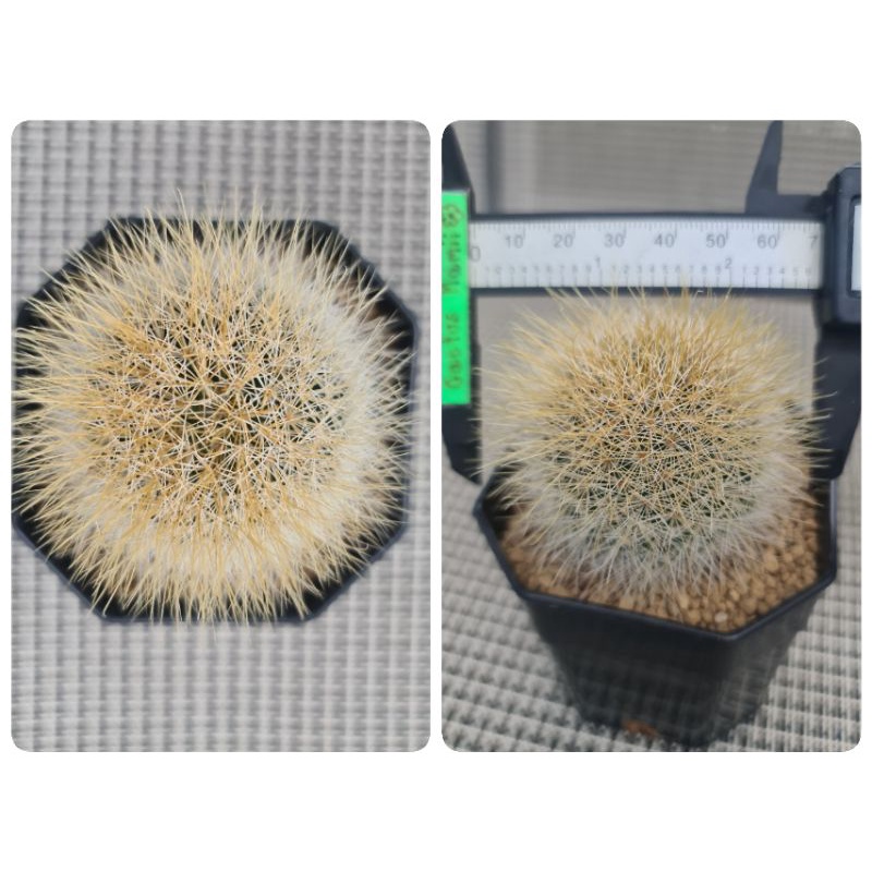 Mammillaria Marcosii Yellow Spines