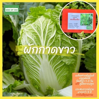 ☘️เมล็ดสายพันธุ์แท้หายาก☘️#ผักกาดขาว 400เมล็ด แท้💯% [ในร้านมีให้เลือกอีกเยอะมาก❗️]