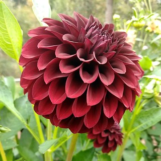 รักเร่ Dahlia สายพันธุ์ BLACK SATIN นำเข้าจากเนเธอร์แลน หัวสดใหม่ 1 หัว/ออเดอร์