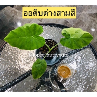 Colocasia ออดิบด่างสามสี (ชำแล้วรากทะลุกระถาง)