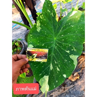 Colocasia Milky Way บอนโคโลคาเซีย มิลค์กี้เวย์