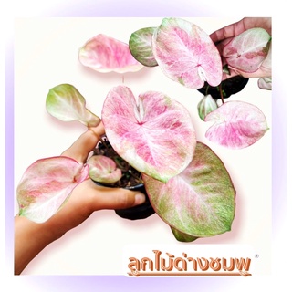 ลูกไม้บอนสี 🌸ด่างชมดูสีสวยมากๆ 🌸หายากน่าสะสม จัดส่งทั้งกระถาง