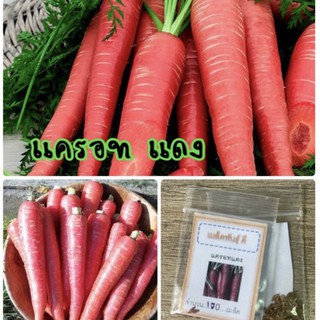 เมล็ดพันธุ์ แครอทสีแดง 500 เมล็ด Red carrot แครอทแดง ✅ราคาถูก🪴ปลูกง่าย 🔥ซื้อ10แถม1 คละได้🔥