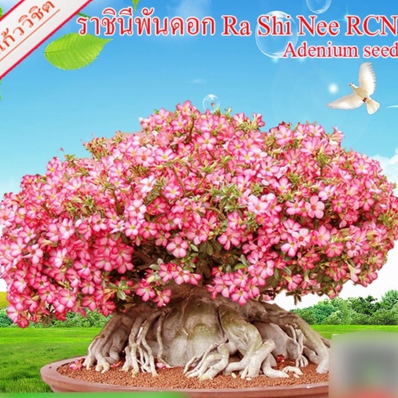 เมล็ดชวนชม เขาแกะบังหวัง 1 ซอง บรรจุ 5 เม็ด เมล็ดชวนชมเก็บใหม่ ตามฤดูกาล สดใหม่จากสวนแก้ววิชิต