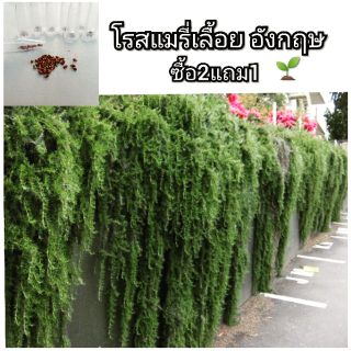 โรสแมรี่พันธ์เลื้อย นำเข้าจากอังกฤษ