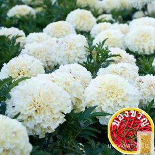 เมล็ดอวบอ้วน100%，ไทยในสต็อกพร้อมส่งเมล็ดพันธุ์ ดาวเรืองสีขาว (White African Marigold) บรรจุ 10 และ 40 เมล็ดเมล็ดพืชคุณภา