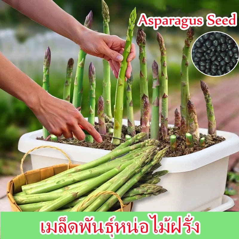 【ปลูกง่าย】บอนสี 50เมล็ด เมล็ดพันธุ์หน่อไม้ฝรั่ง Mixed Asparagus Seed Vegetable Seed เมล็ดพันธุ์หน่อไ