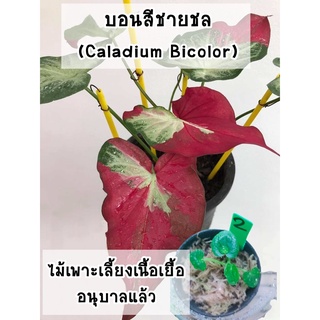 บอนชายชล (Caladium Bicolor) ไม้เพาะเลี้ยงเนื้อเยื่อ อนุบาลแล้ว