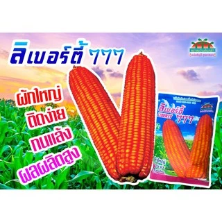 1กก. เมล็ดพันธุ์ ข้าวโพดอาหารสัตว์ ลิเบอร์ตี้ 777 ข้าวโพดไก่