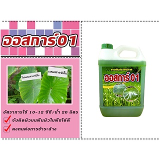 สารเพิ่มประสิทธิภาพจับใบ ออสก้าร์01 ขนาด5ลิตรโดยเฉพาะพืชที่มีพื้นผิวมันนวล หรือพืชที่มีขนปกคลุมมาก
