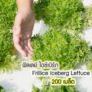 เมล็ดพันธุ์ผักสลัด ฟิลเลย์ ไอซ์เบิร์ก (Frillice Iceberg Lettuce)  ผักสลัด ผักไฮโดรโปนิกส์