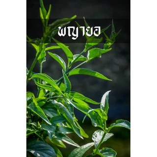 พญายอ หรือ เสลดพังพอนตัวเมีย ต้นแข็งแรง ลงดินโตไวมาก