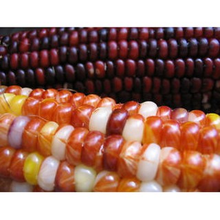 เมล็ด ข้าวโพดสีรุ้ง - ORNAMENTAL INDIAN CORN