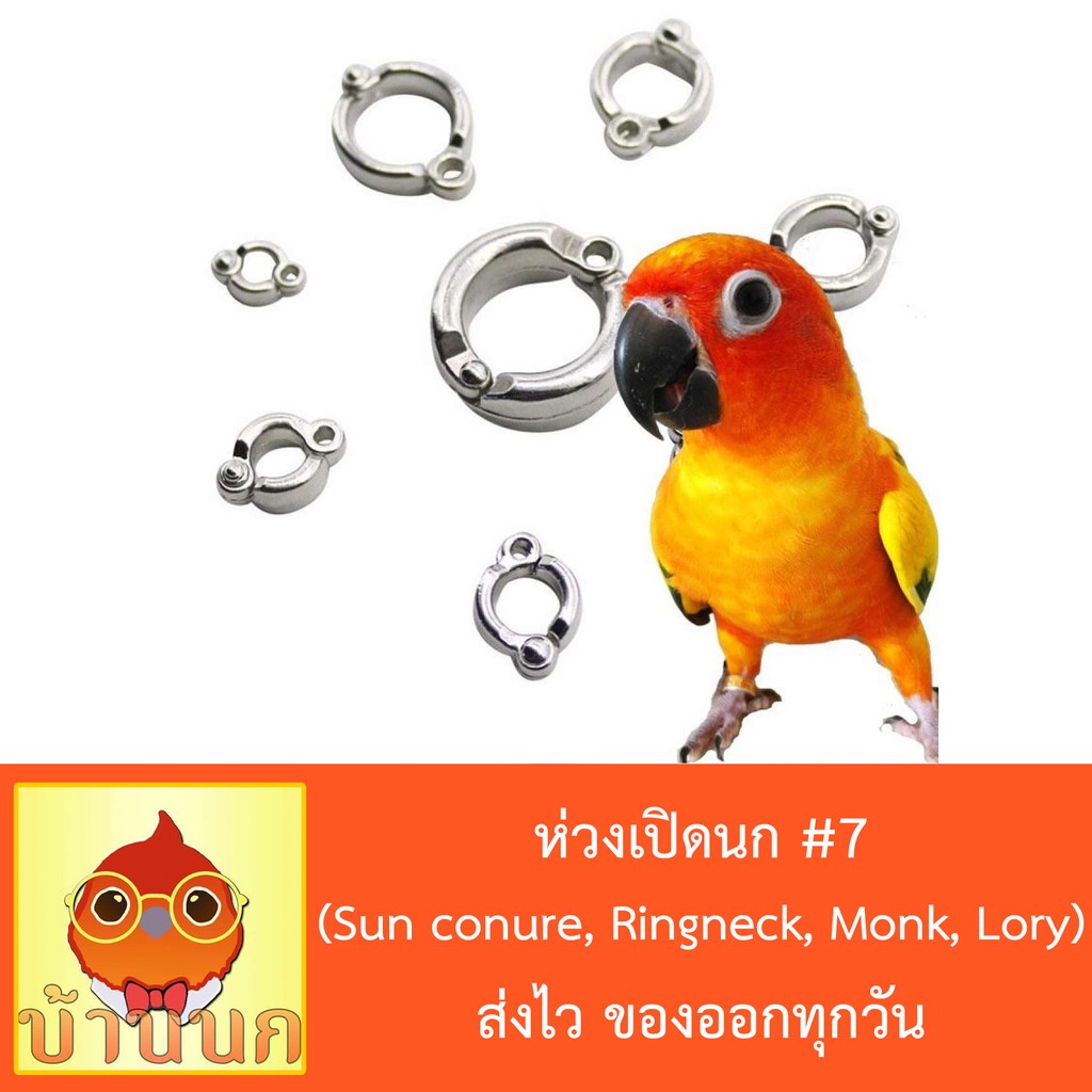 ห่วงเปิดนก #8 ห่วงขานก  แหวนนก (Lory, Caique, Conure)
