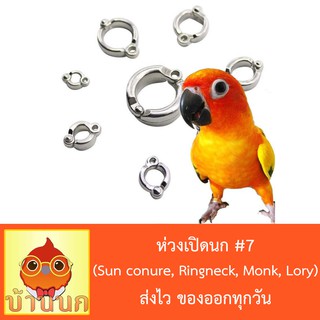 ห่วงเปิดนก #7 ห่วงขานก  แหวนนก (Sun conure, Ringneck, Monk, Lory)