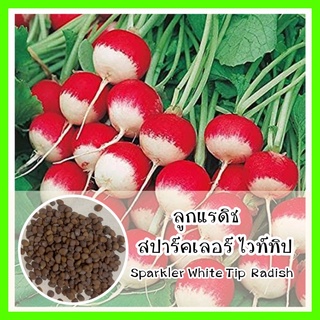 พร้อมส่ง❗ รหัส 161 เมล็ดพันธุ์ OP แรดิช สปาร์คเลอร์ ไวท์ทิป - Sparkler White Tip Radish เมล็ดดอกไม้ ดอกไม้ปลูกสวยๆ