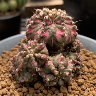 ยิมโนโคลน T-lux ฟอร์มกอ (Gymnocalycium)