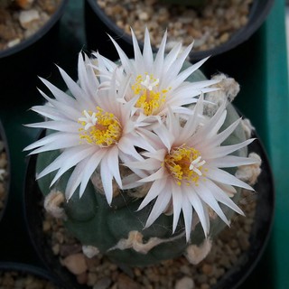 เมล็ดกระบองเพชร Lophophora koehresii