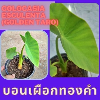 1 ต้นบอนเผือกทองคำ Colocasia Golden taro ต้นบอนโกลเด้นทาโร่ น่าสะสม จัดส่งพร้อมกระถาง